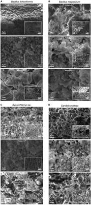 Cr(VI) removal performance from wastewater by microflora isolated from tannery effluents in a semi-arid environment: a SEM, EDX, FTIR and zeta potential study